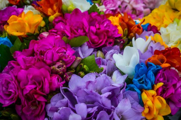 фрезия махровая микс