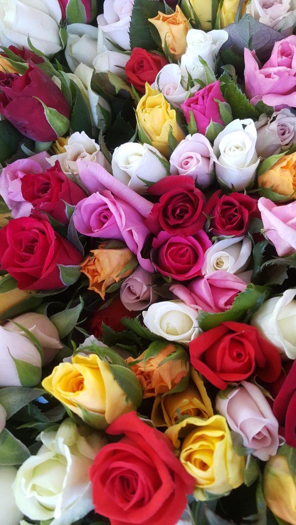 роза микс колор