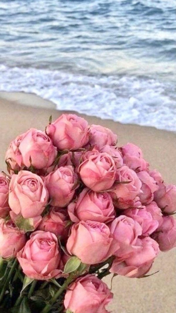 море роз
