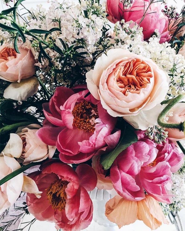 пион камелия