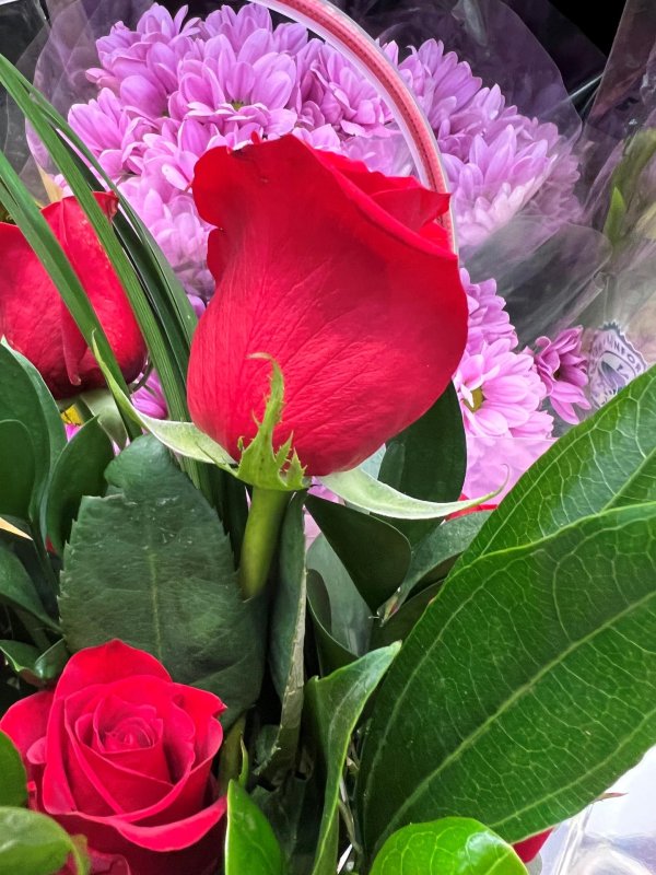 цветы прекрасные