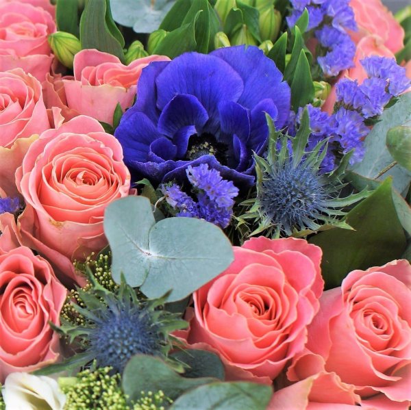 анемона кармель блю