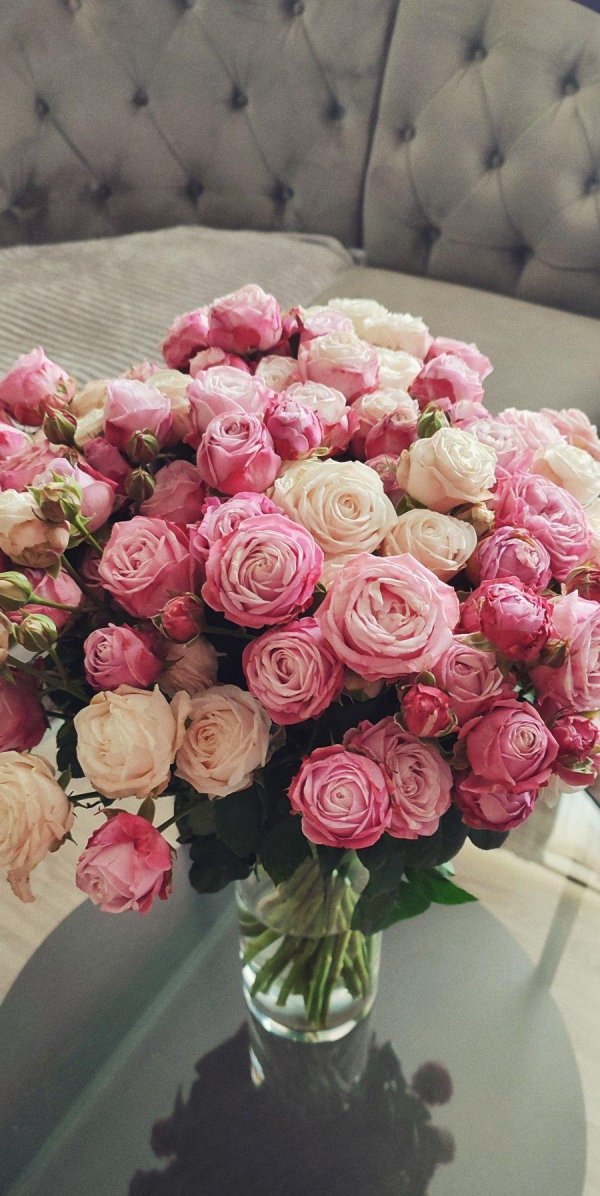 роза куст леди бомбастик