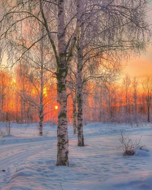 Зима пейзажи солнце