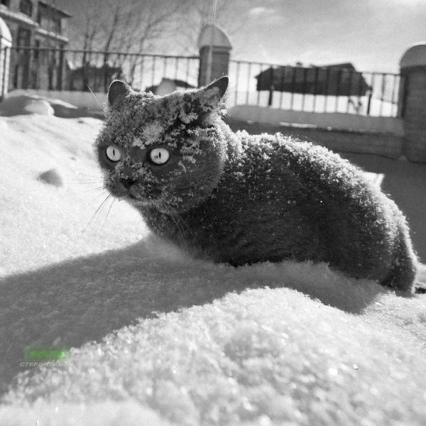 Зима с надписями со смыслом