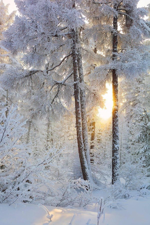 Блестящие зима