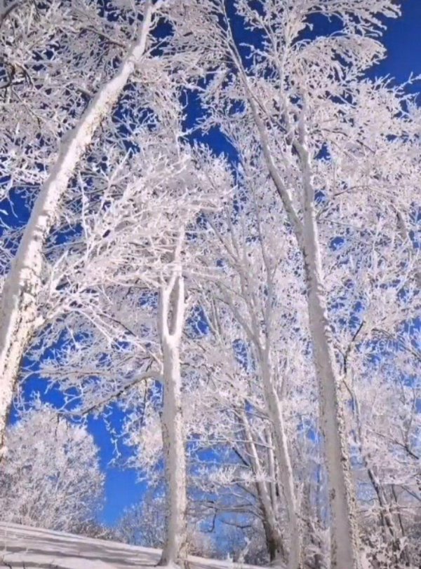 Блестящие зима