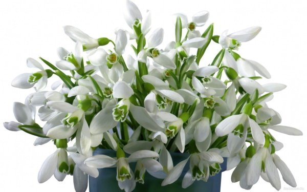 цветок подснежник