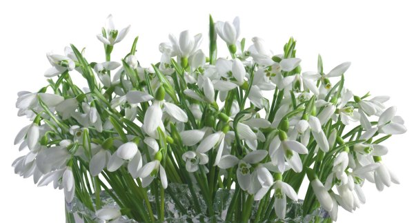 пролеска крокус галантус