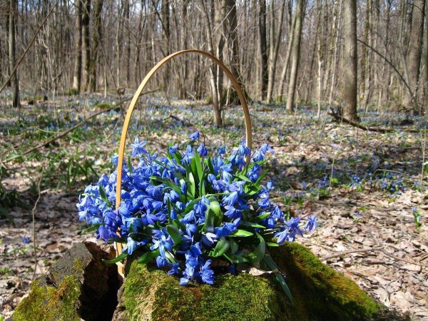 пролеска колокольчатая