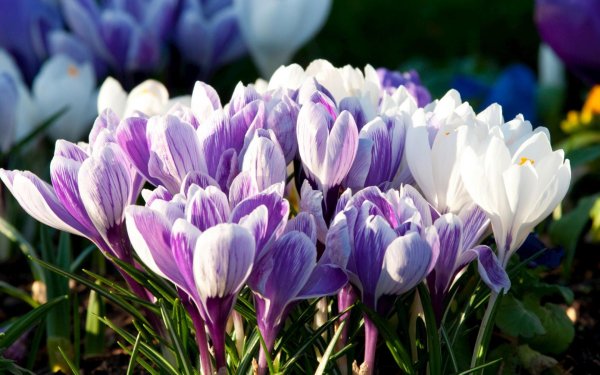 растение крокус