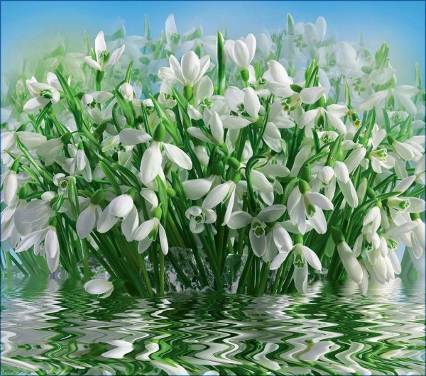 открытка с подснежниками