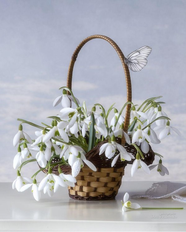 корзина с подснежниками