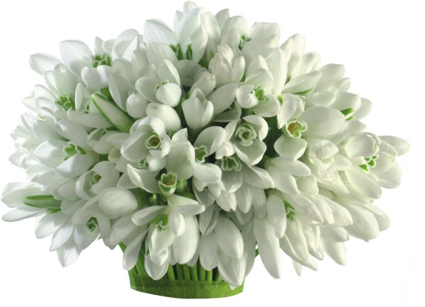 подснежник белый