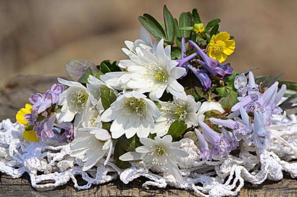 цветок первоцвет