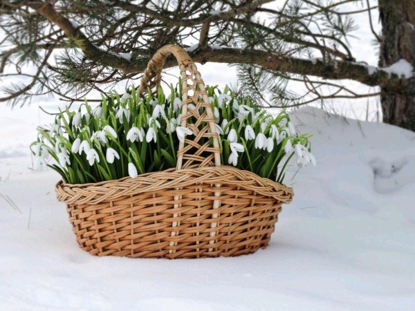 корзина с подснежниками