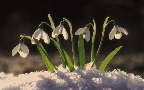 подснежник галантус