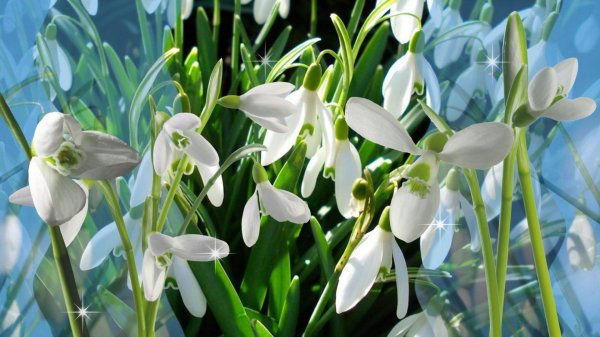 весна подснежник