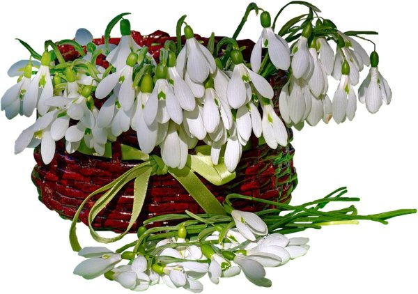 корзина подснежников