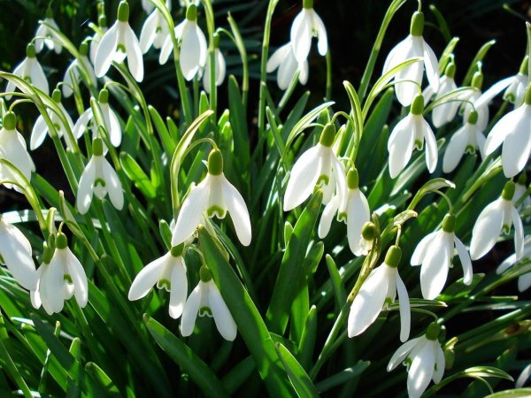 подснежник галантус