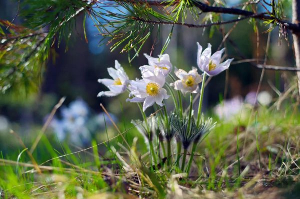 лесной подснежник