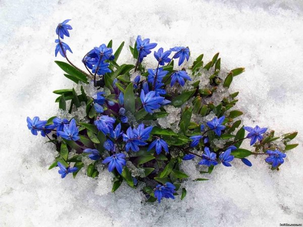 голубые первоцветы