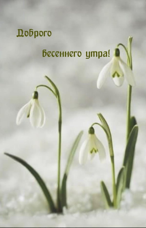 первоцветы галантусы