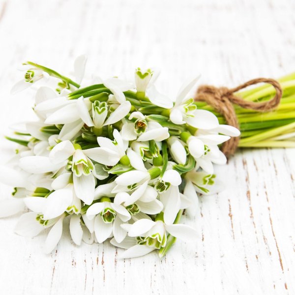 красивый букет подснежников