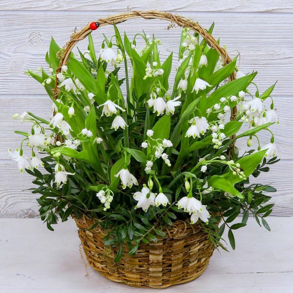 корзинка кисловодская ландыши