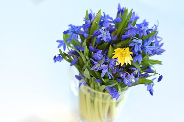 букетик синих подснежников