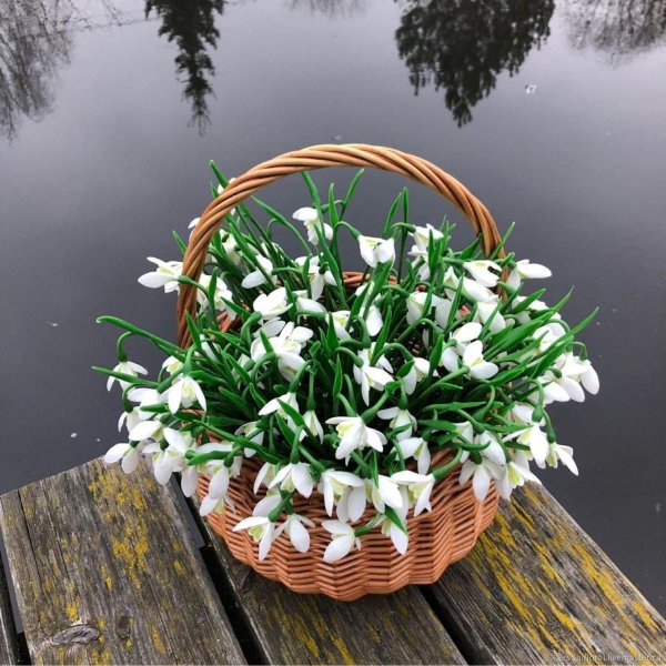 корзинка с подснежниками