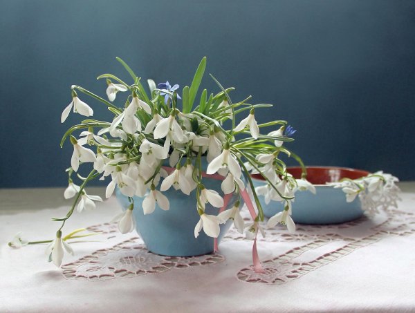 марина филатова фотонатюрморты с подснежниками цветами