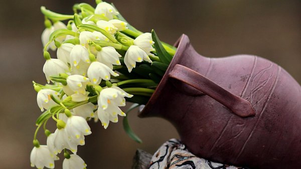 белоцветник карпатский