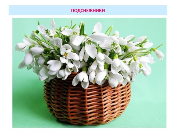 корзина подснежников