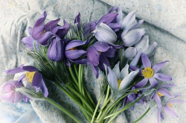 сон трава прострел