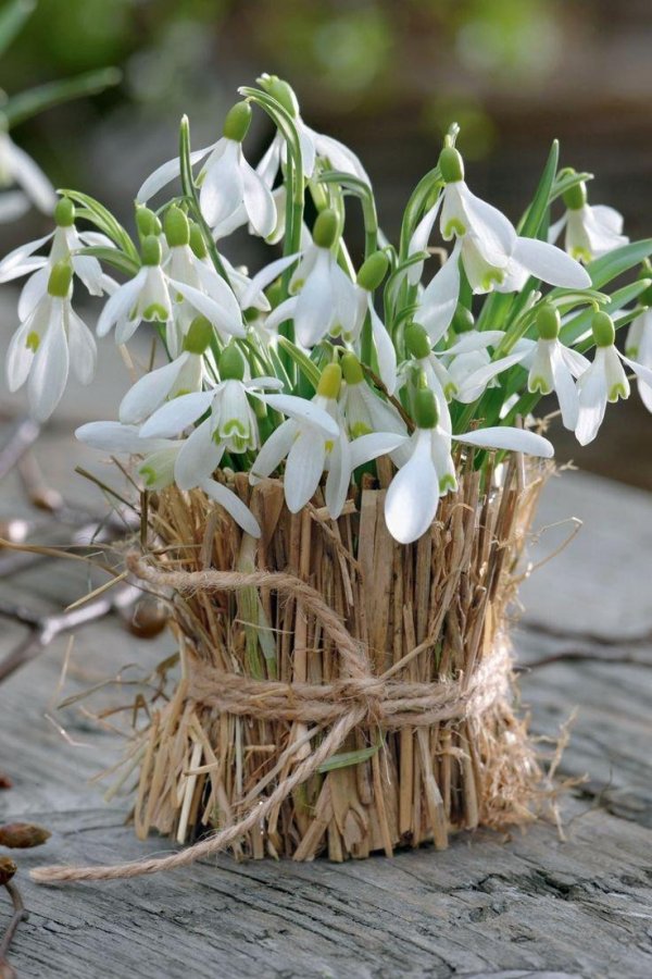 подснежники галантусы в горшке