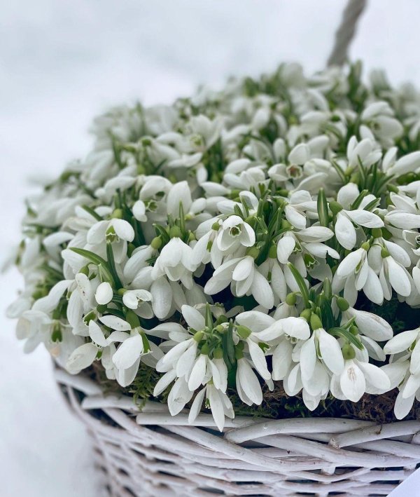 корзина подснежников
