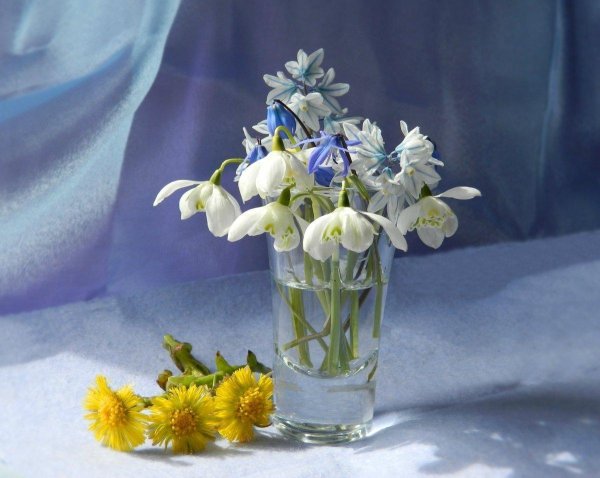 подснежники открытка