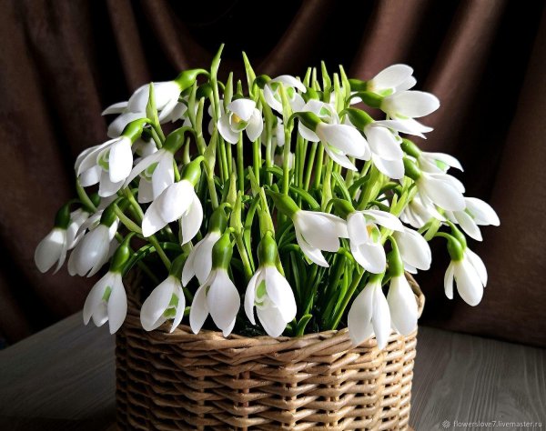 цветок подснежник