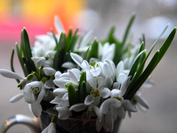 подснежники ландыши примулы