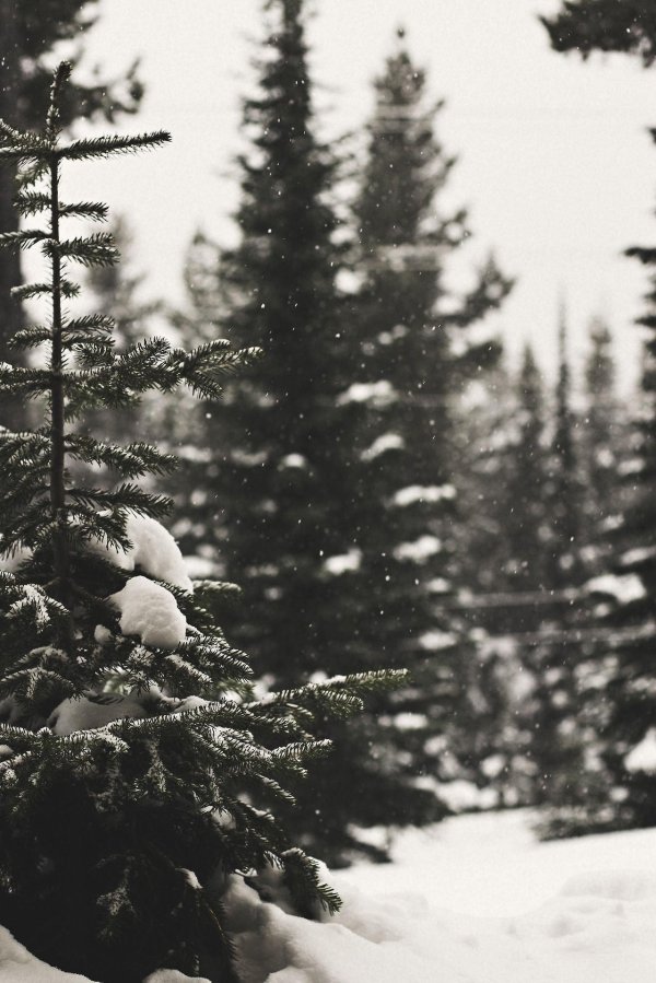 Эстетика зима