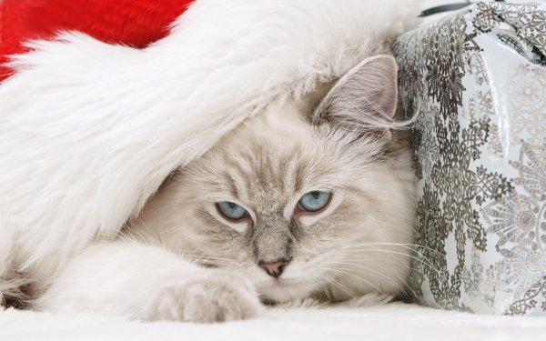 Зима пушистая