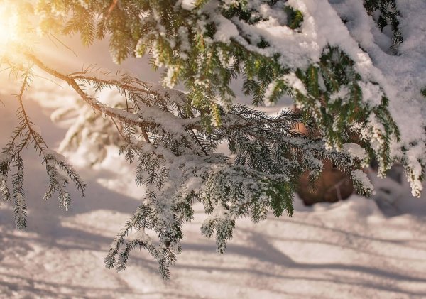 Зима пушистая