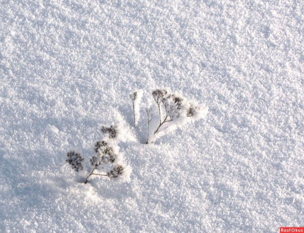 Зима пушистая