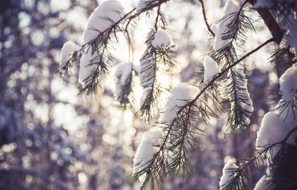 Зима пушистая