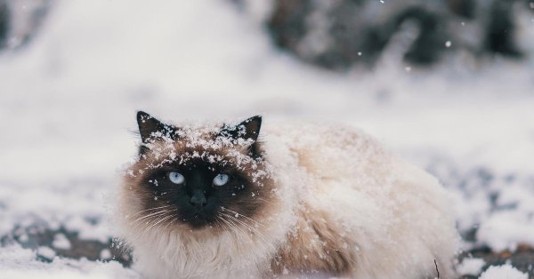 Зима пушистая