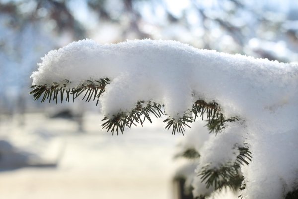 Зима пушистая