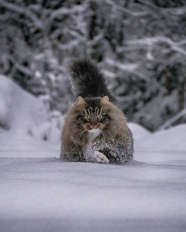 Зима пушистая