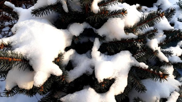 Зима пушистая