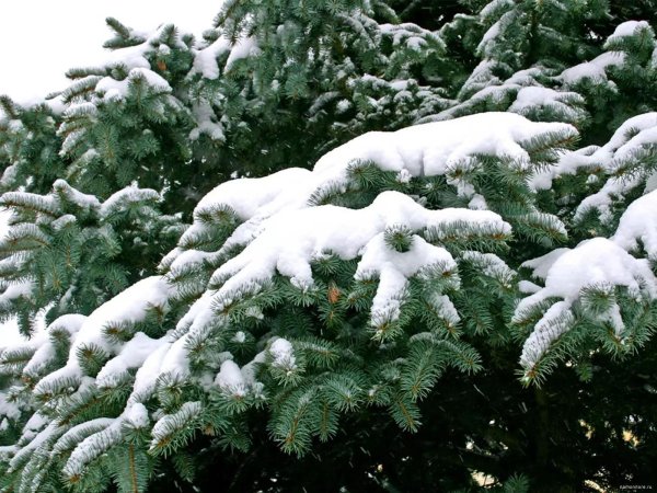 Зима пушистая